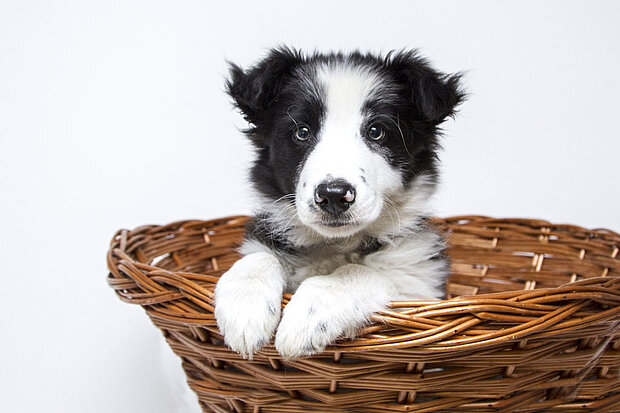 Hund im Körbchen - preiswertes Hotel in München erlaubt Hunde